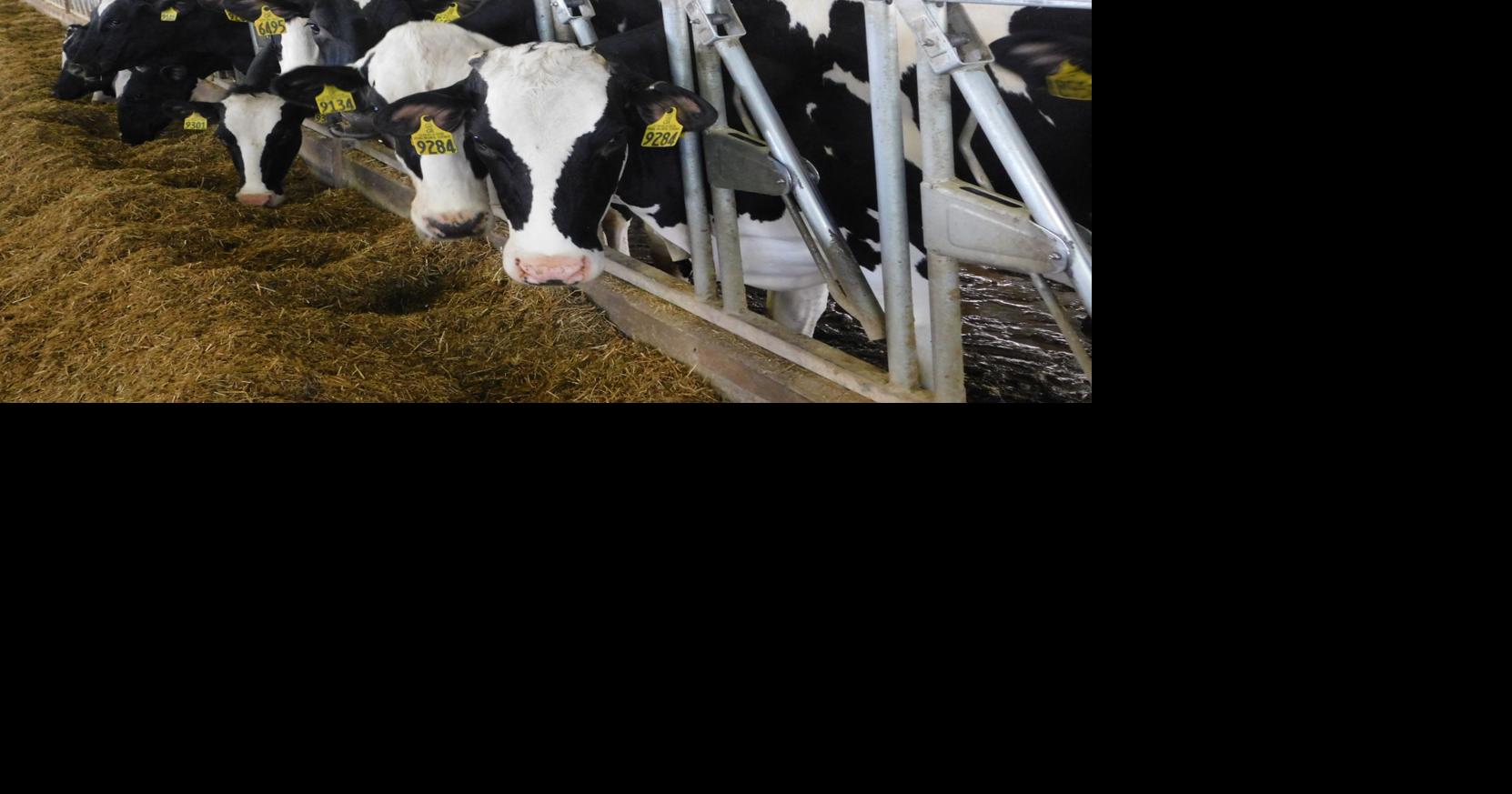 Editorial — Down the drain: Dairy producers are forced to dump milk as ...