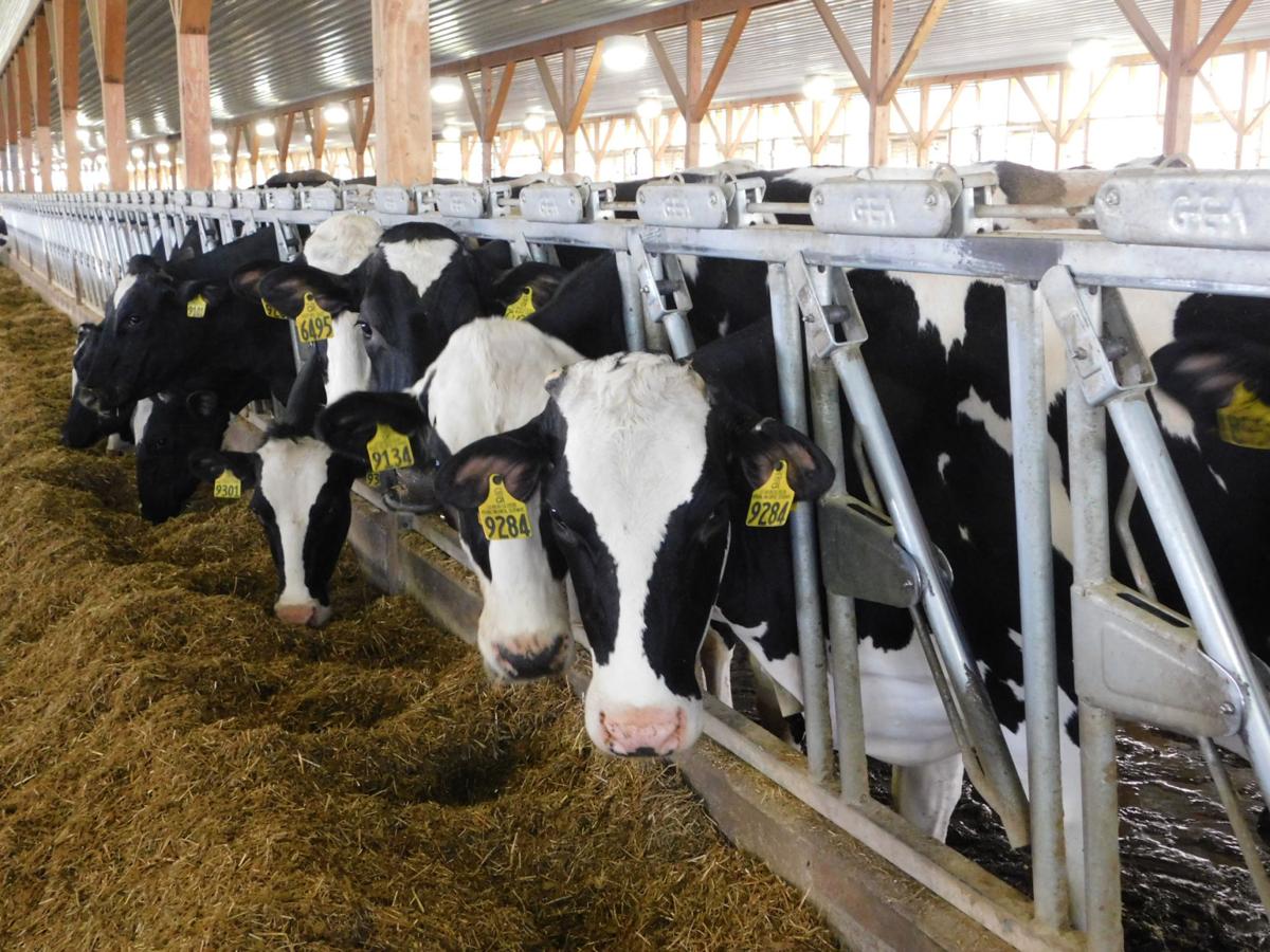 How long for a cows milk to dry up