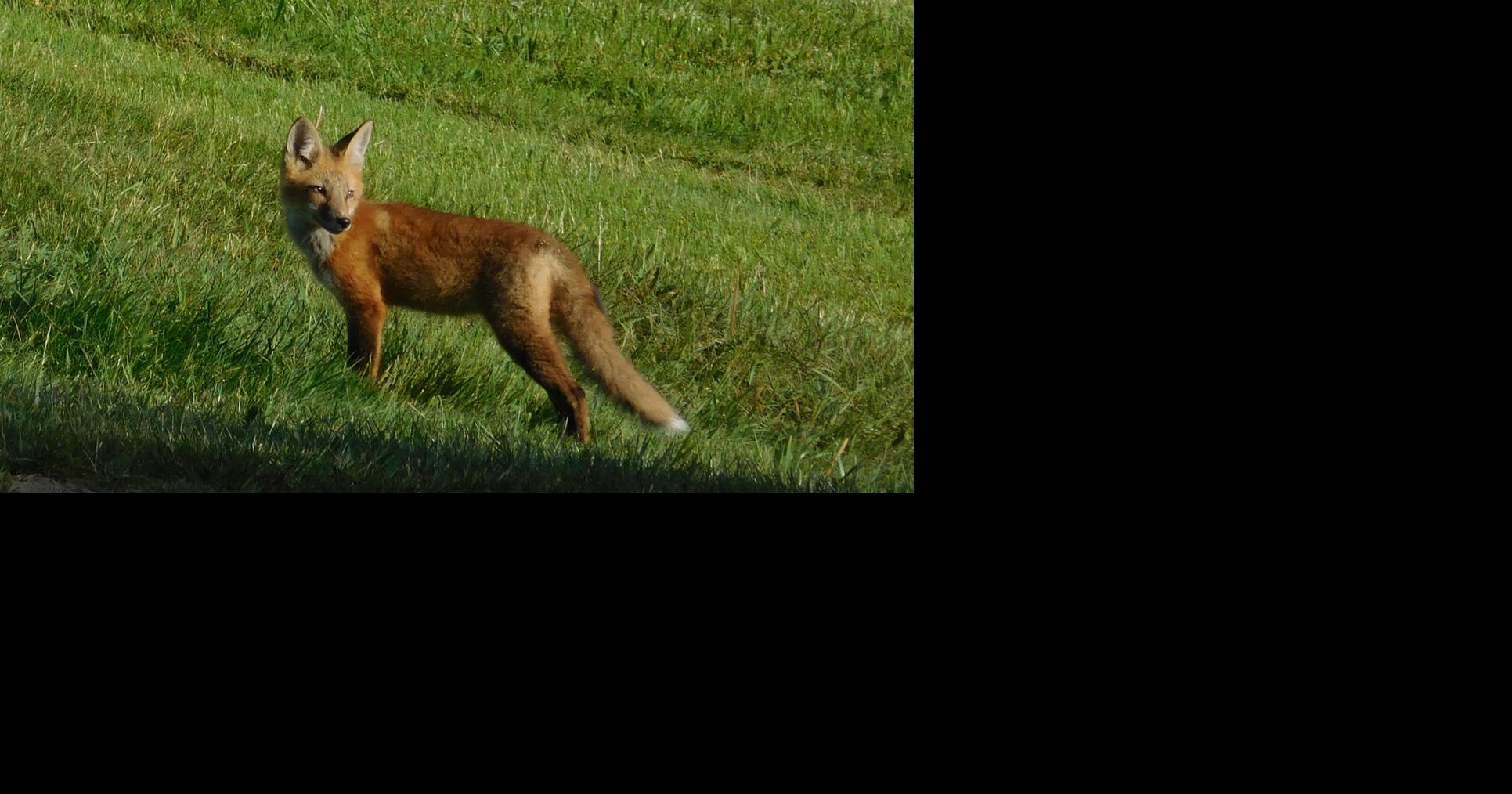 Rabid fox found in Champion | Pets | nny360.com