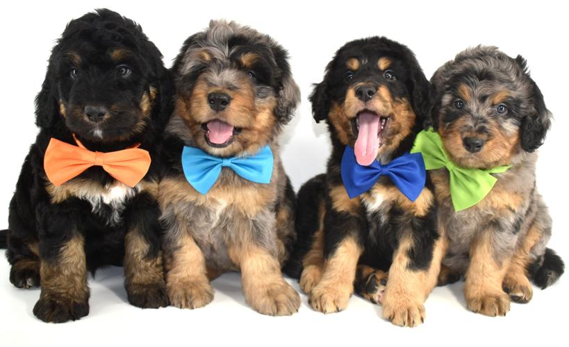 Breeders, kennel clubs seek timeout in CDC’s 6month entry rule