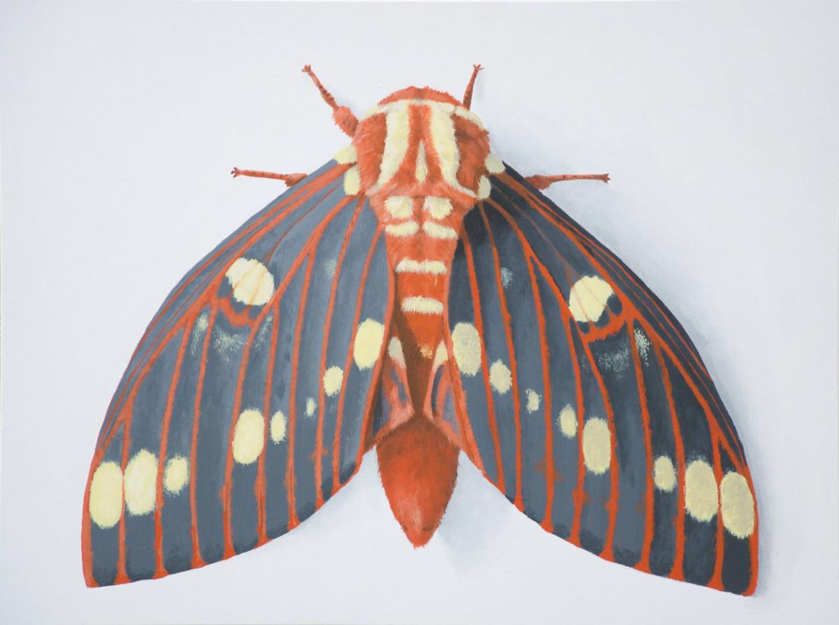 Winged Wonders Virginia Artist Draws On The Beauty Of Moths Nny360 Com