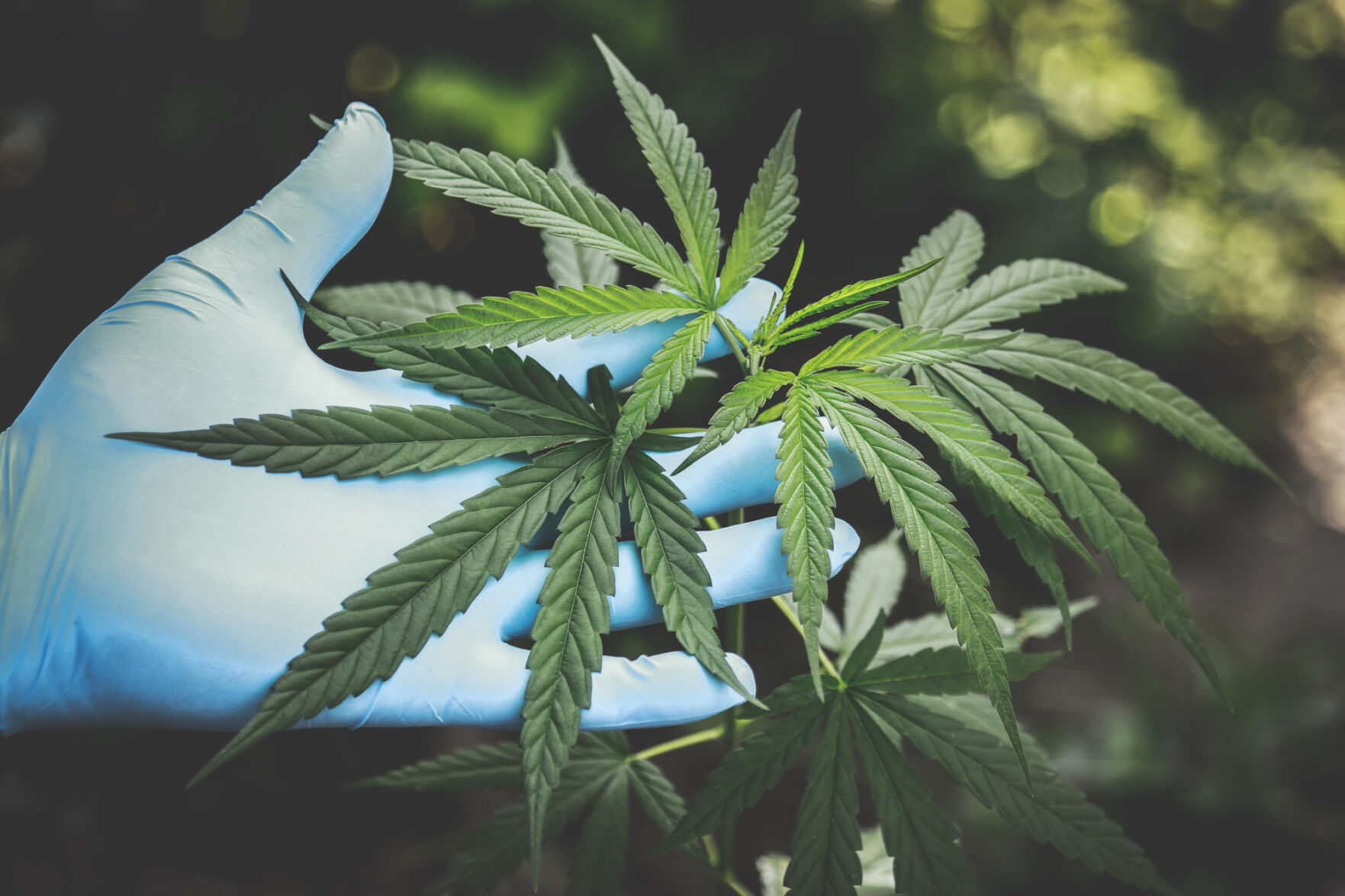 Watertown to opt out on state's pot law | Jefferson County - Vimarsana News