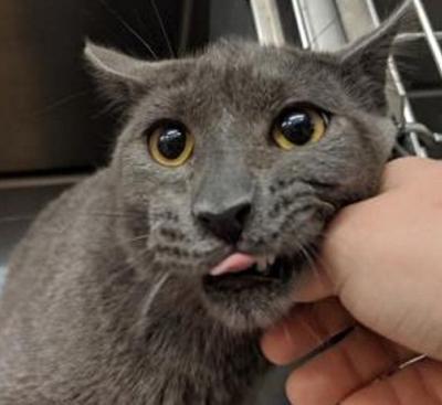 Pet of the week