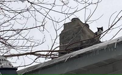 A cat stuck on a roof for days rescued with help from firefighters