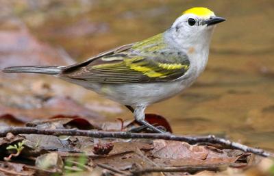 Three Species Hybrid Bird Discovered In Pennsylvania Arts And Life Nny360 Com