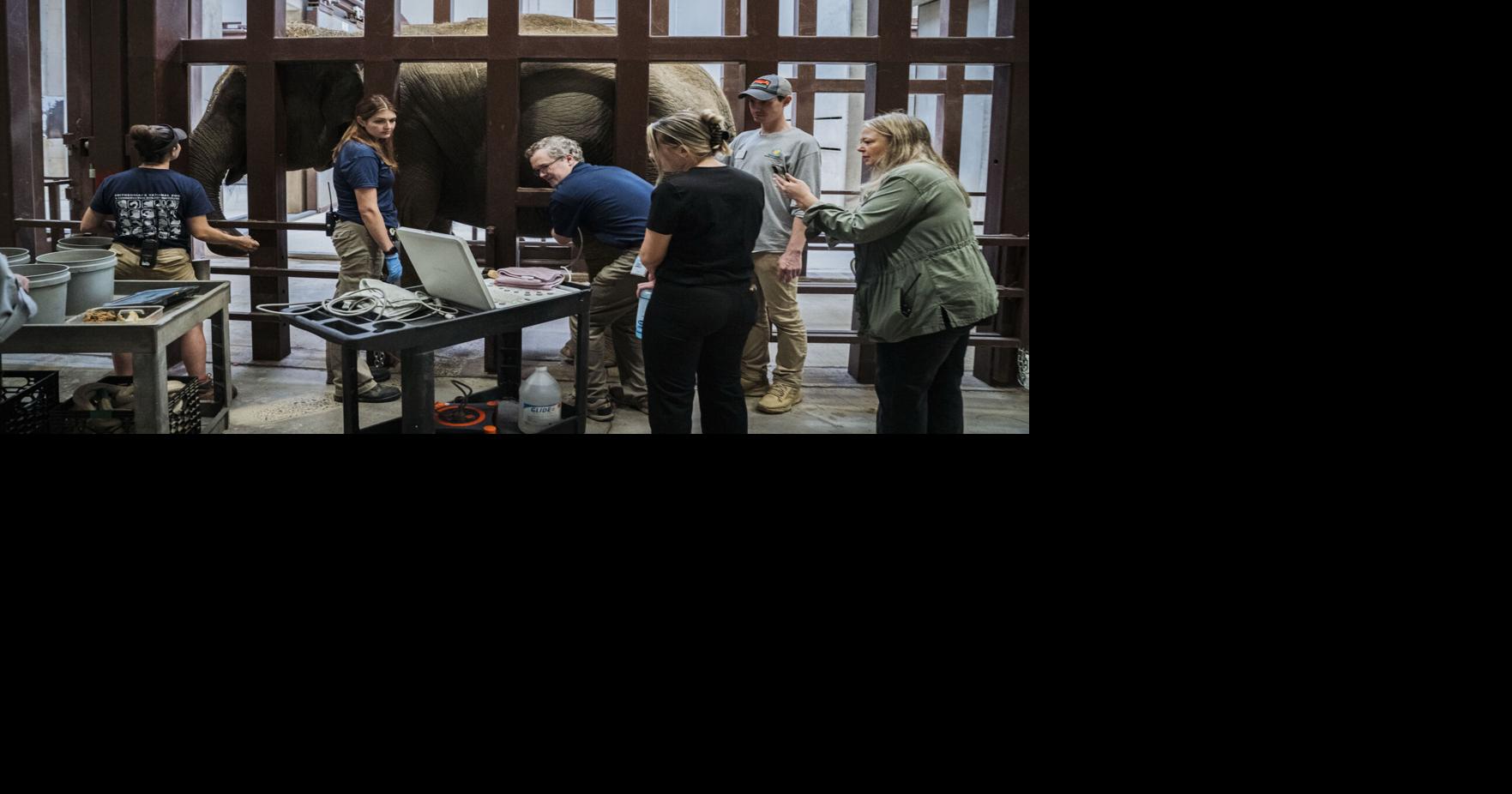 Baby elephant on the way at National Zoo would be its first in 25 years