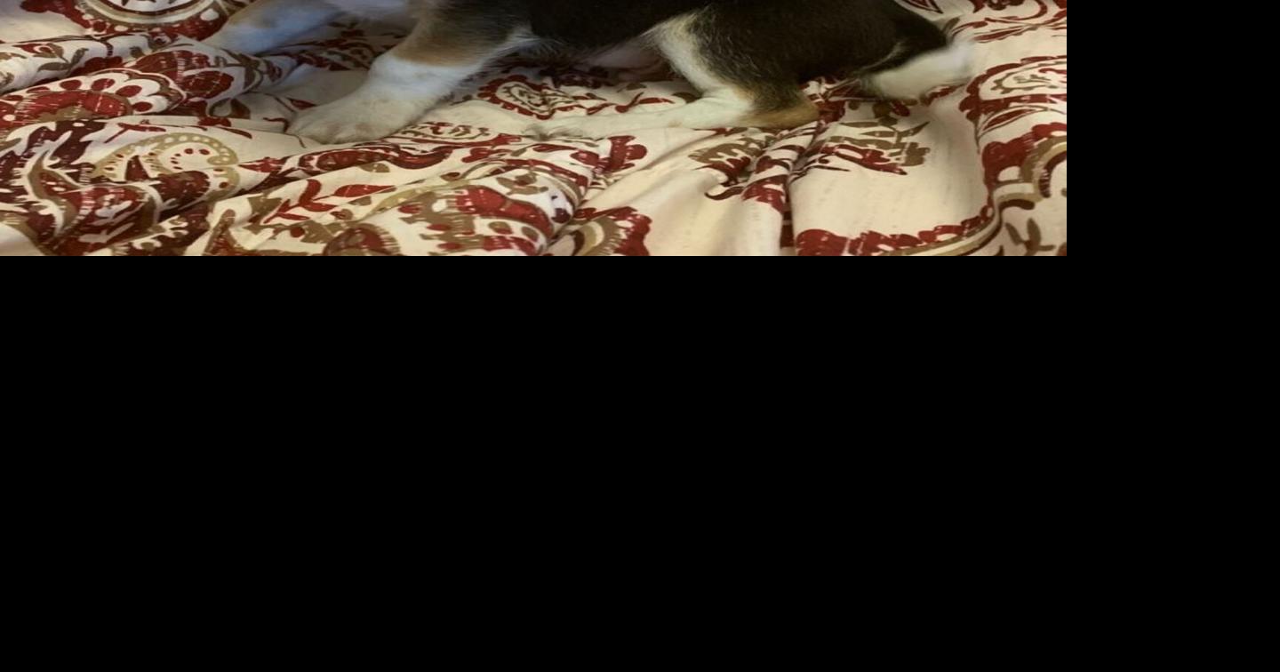 Massena library, animal shelter holding ‘Adoptable Pet Show