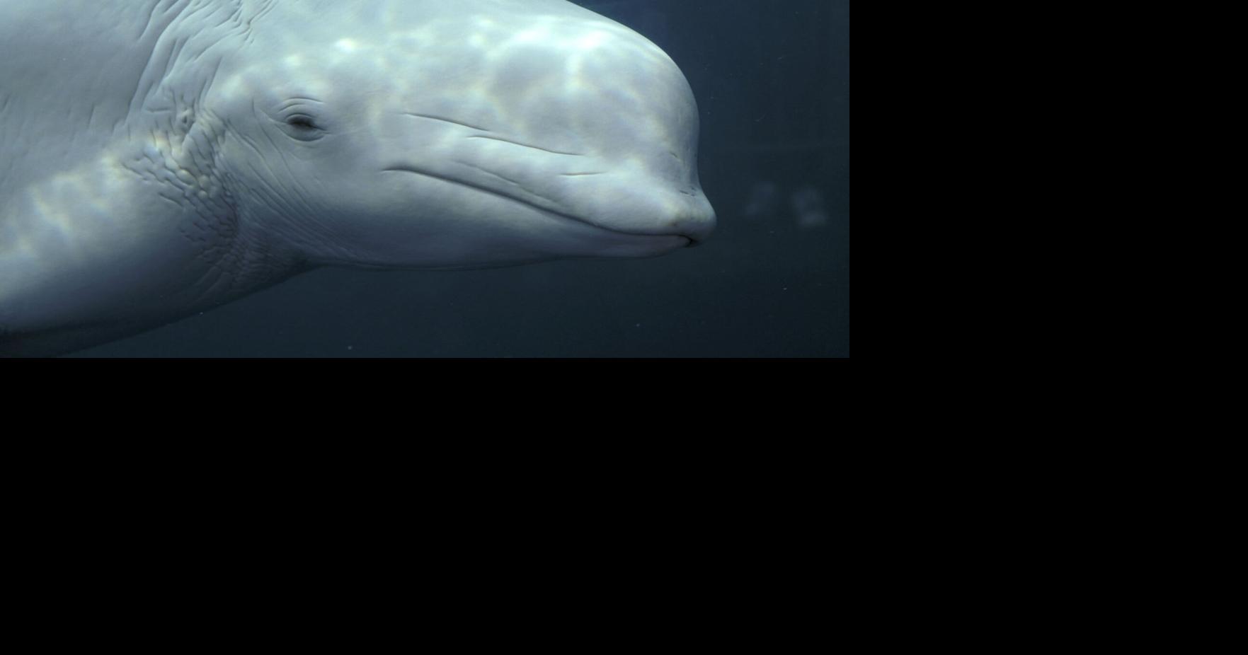 Read More ⇒Aquariums in U.S., Spain step in to save whales stuck at closed Marineland in Ontario