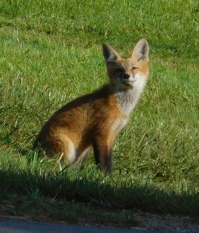 Foxes happy in city or country
