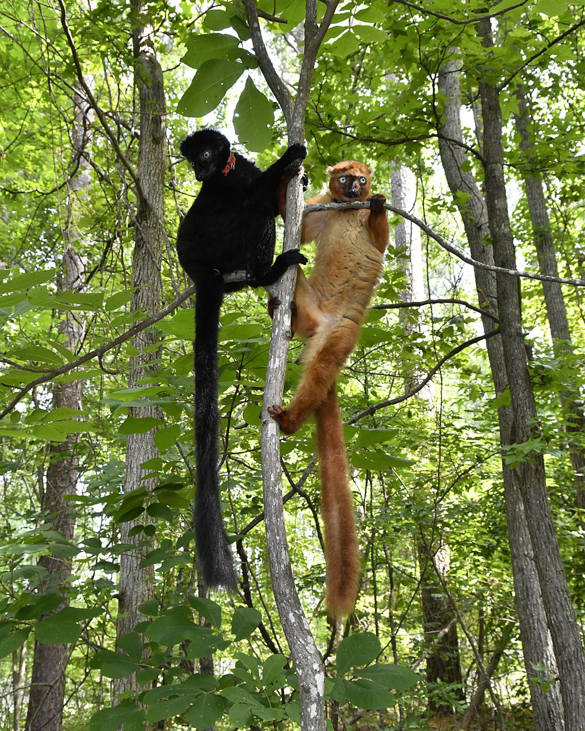 Charisma Alone Can T Save The Blue Eyed Black Lemur News Nny360 Com Toucan colibri monkey lemur forest jungle italian velvet blue art deco botanical. save the blue eyed black lemur