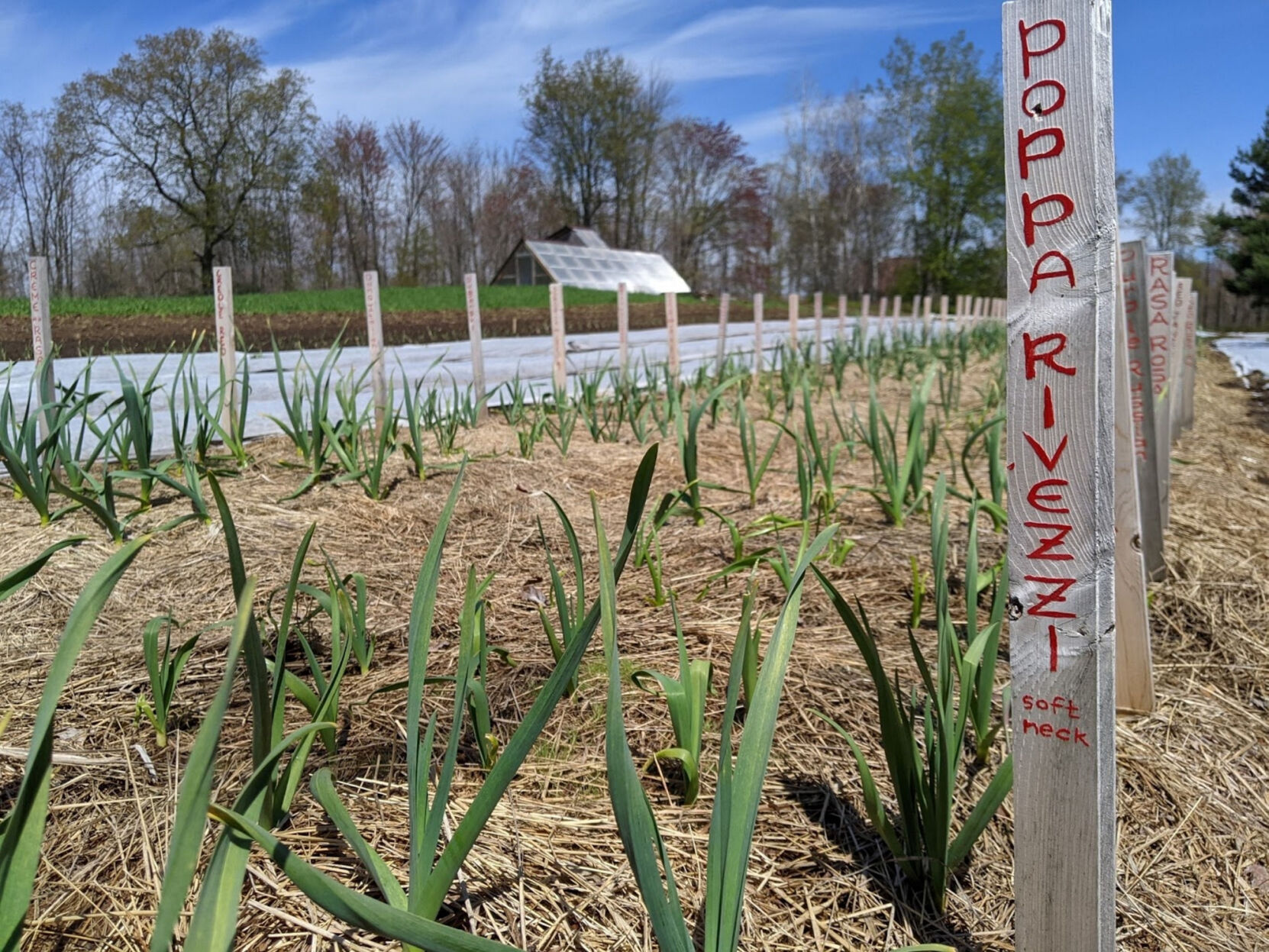 'Grow and Tell' Project seeks seed-savers, meaningful seeds from throughout Northern New York | St. Lawrence County - Vimarsana News