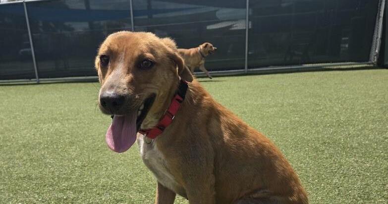 Meet Carrie, the dog who’s up for adventure and our pet of the week