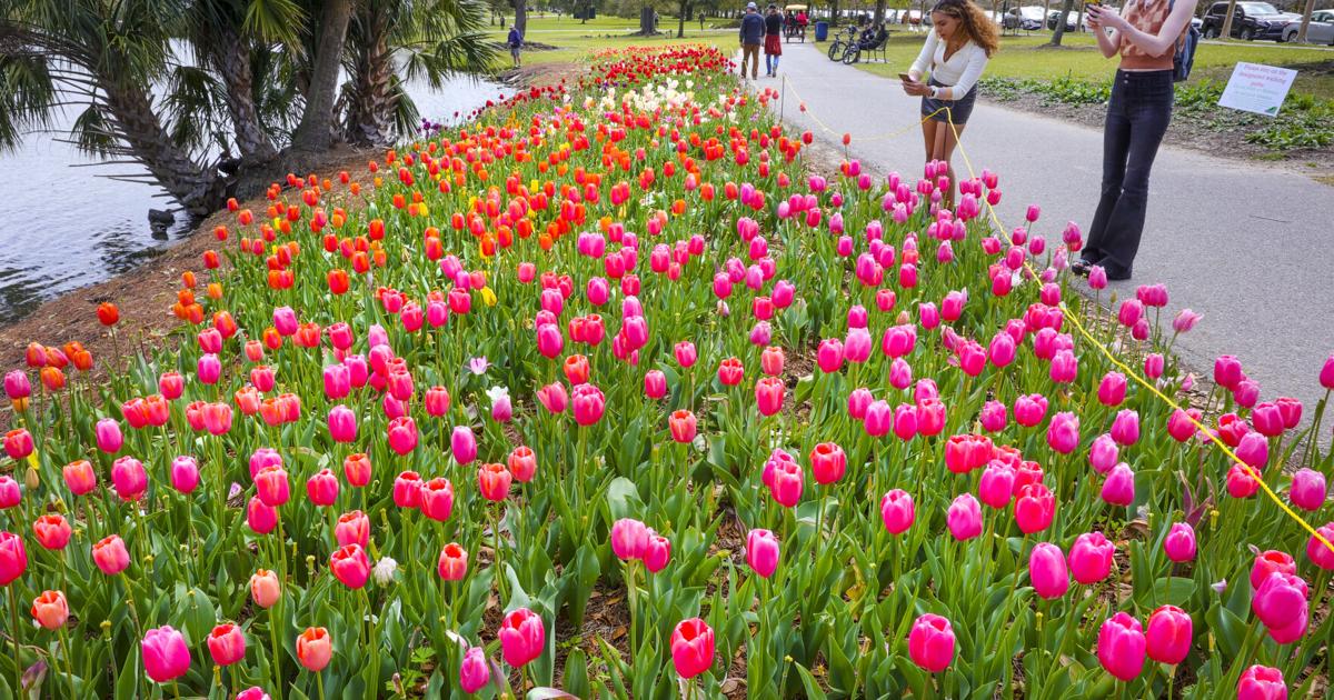 Time running out for planting tulip bulbs: Dan Gill’s advice | Home/Garden Time running out for planting tulip bulbs: Dan Gill’s advice | Home/Garden