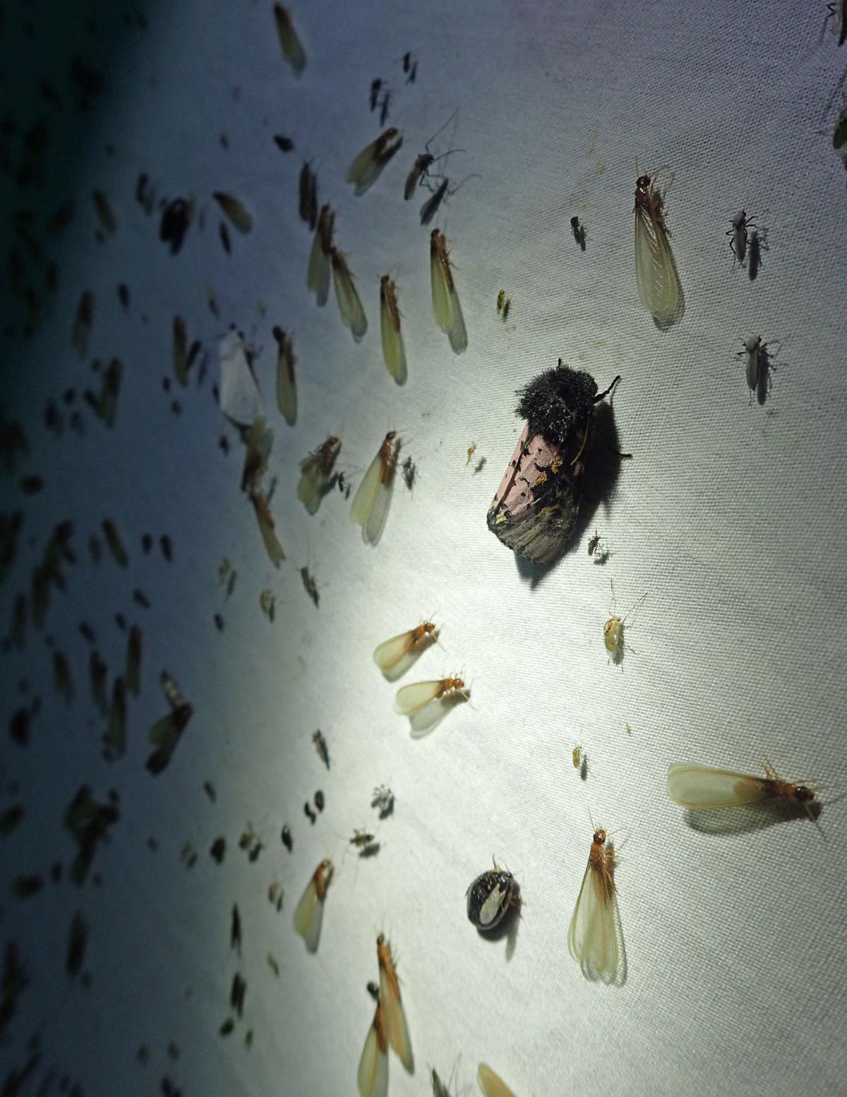 Formosan Termite Swarms Return To New Orleans Will Cold Winter Affect Mosquito Termite Seasons Environment Nola Com
