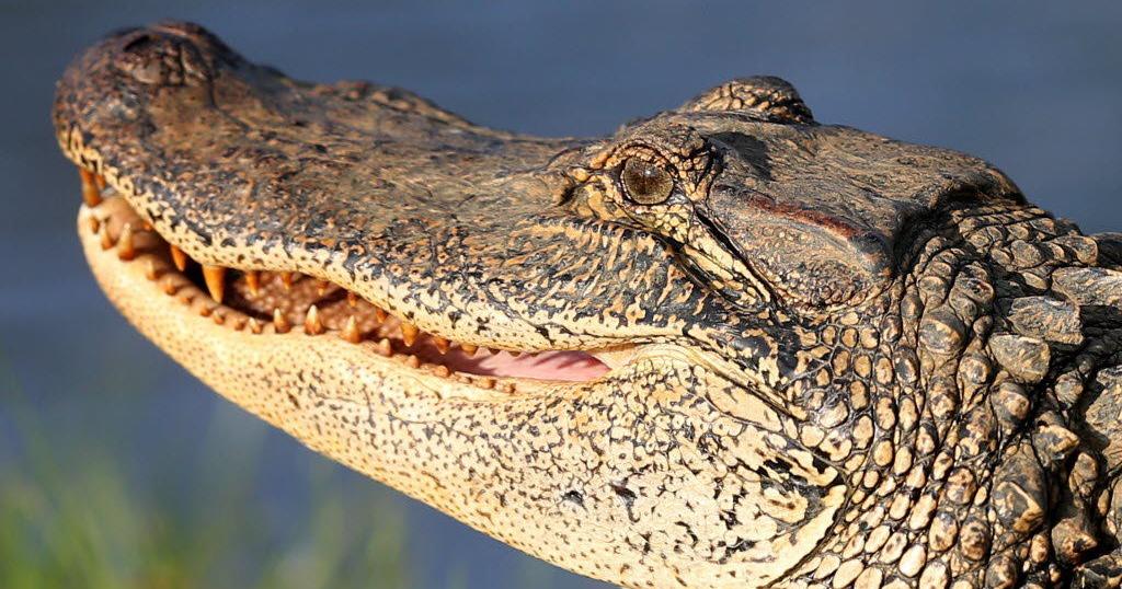 Alligator Cook Hello, Louisiana: How do you cook and eat alligator? See recipe, cuts ...