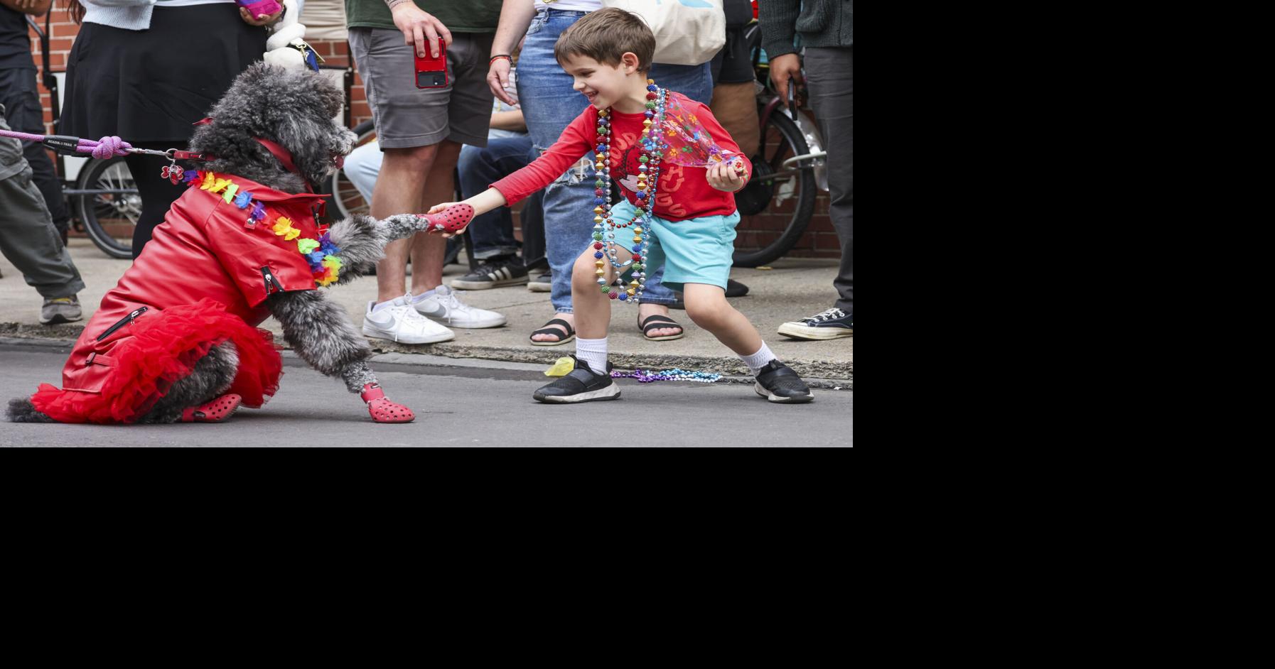 New Orleans' Krewe of Barkus goes 'Wicked' for 2026, with time change for the Super Bowl