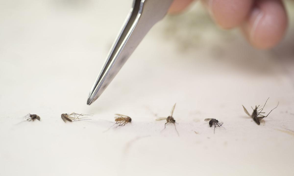 How Rainy Weather Is Keeping Drought Loving Mosquitoes With West Nile At Bay In Louisiana Health Care Hospitals Nola Com