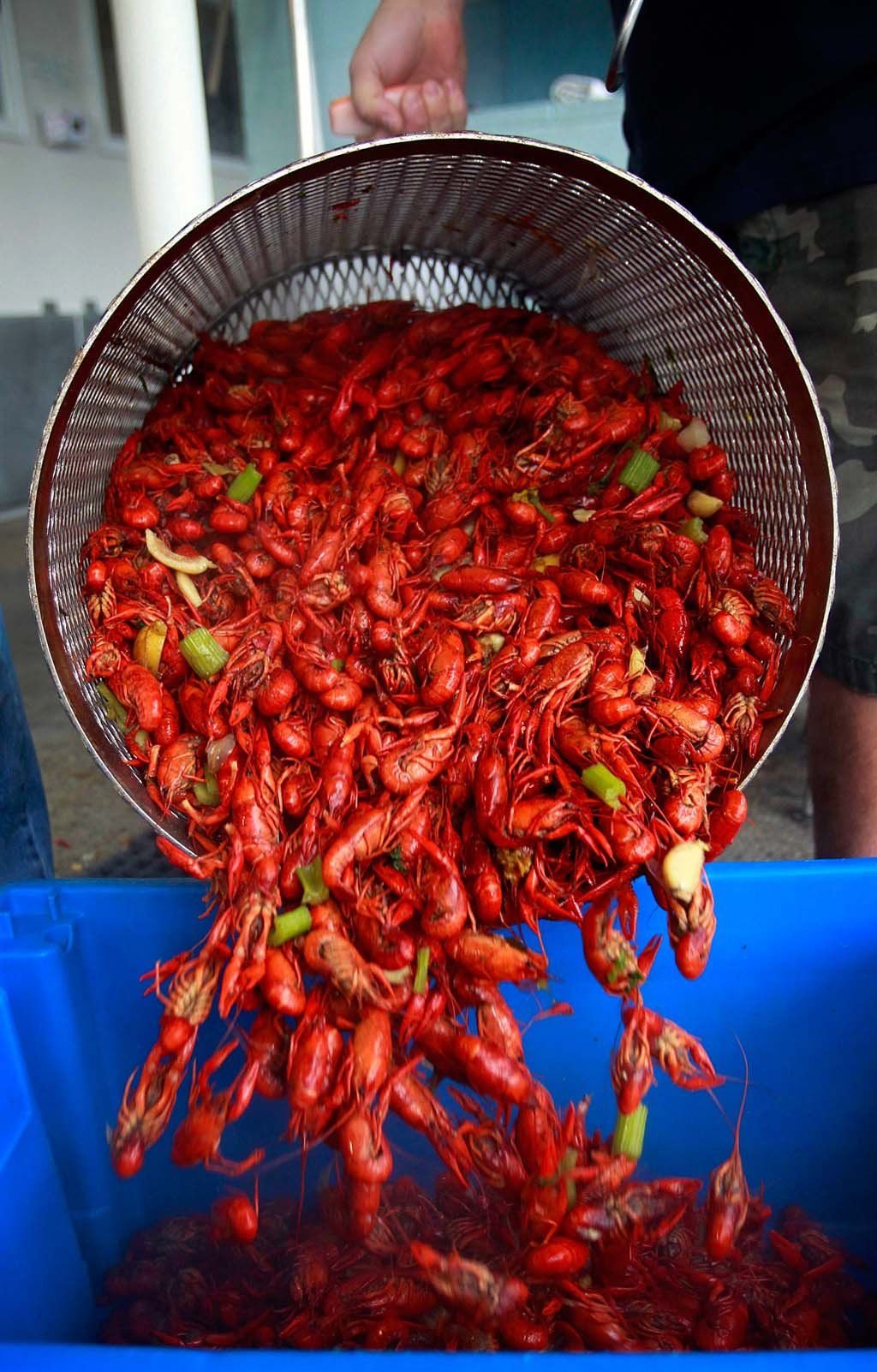 Where Can I Buy Live Crawfish - tenleedesign