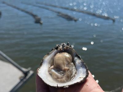 Grand Isle now a growing hub for specialty Louisiana oysters, Where NOLA  Eats