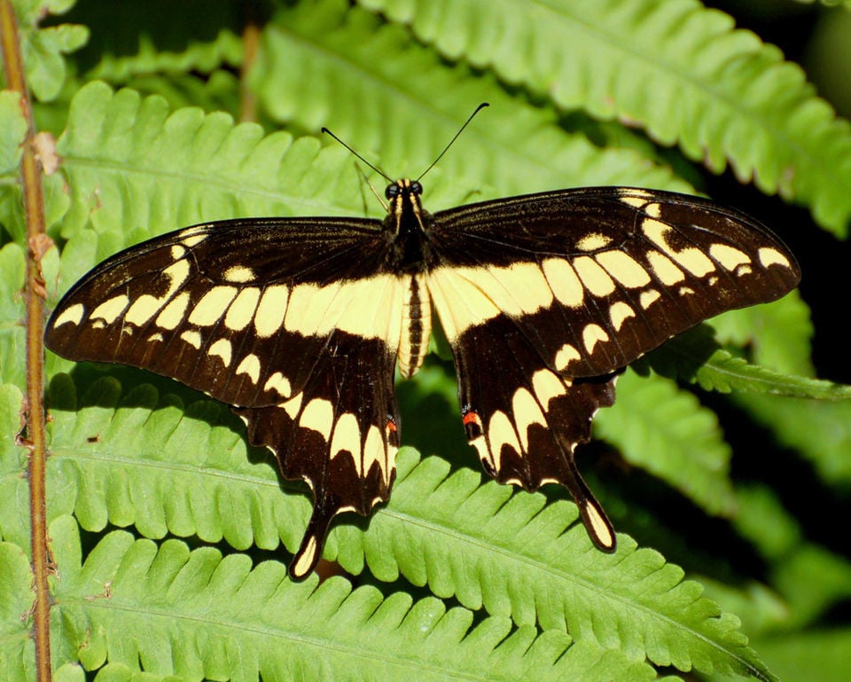 Louisiana butterflies See 28 winged beauties that call our state home Archive