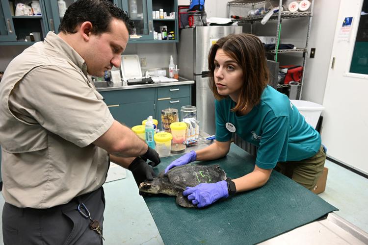 Watch: Sea turtles released in Gulf after rehab from cold ...