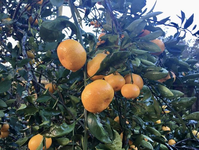 Now is the time to harvest and plant satsumas in Louisiana
