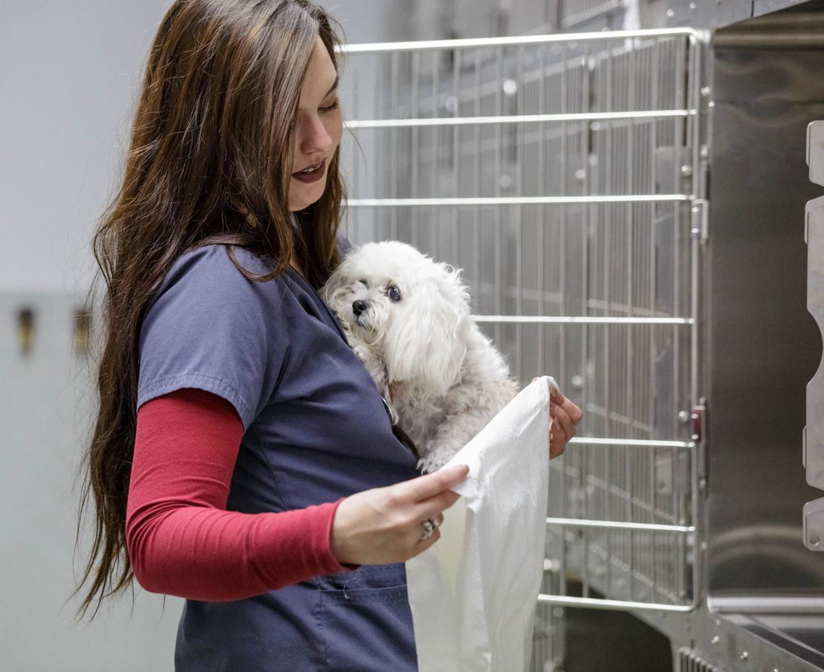 Pet Project Low Cost Veterinary Clinic Offers Creatures Comfort
