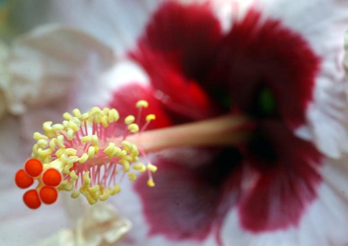 What's causing my hibiscus buds to drop off before opening? Dan Gill's
