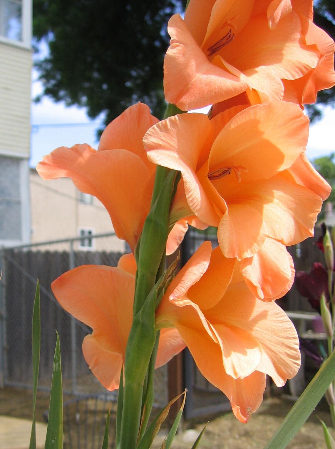 In vases or in the garden, gladiolus are a lovely addition Home