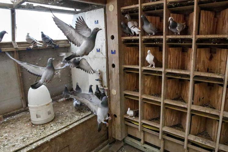 Many happy returns Pigeon racers count on their birds to find the way