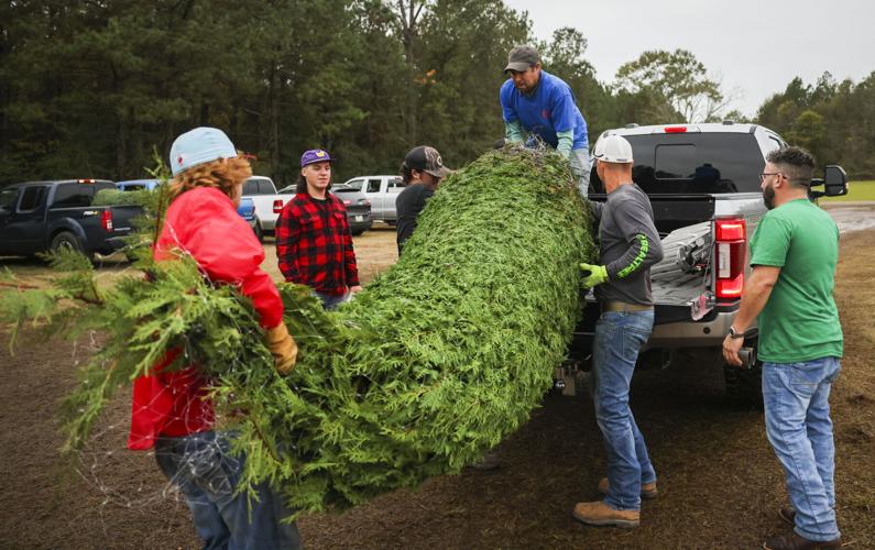 Kentwood's Christmas Town tree farm crop failure spurs alarm News