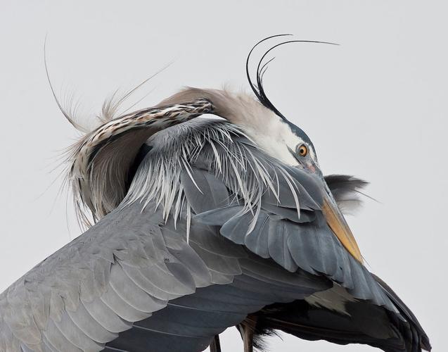 Artscape 'Local Visions' gives viewers a peek behind the lenses of