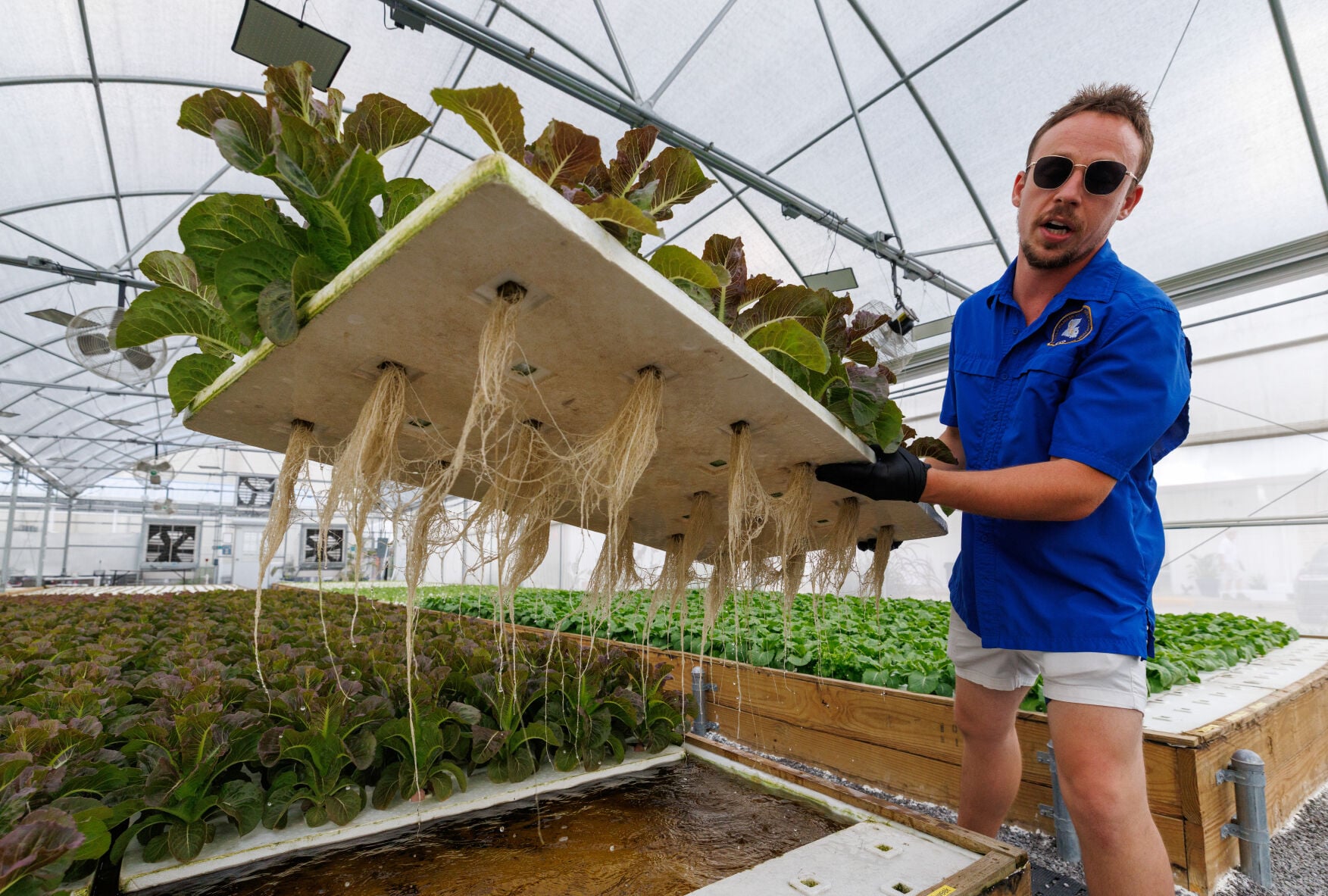 nola.com - Rich Collins - A facility hidden in Harvey is using catfish to revolutionize growing produce: 'Farming farmers