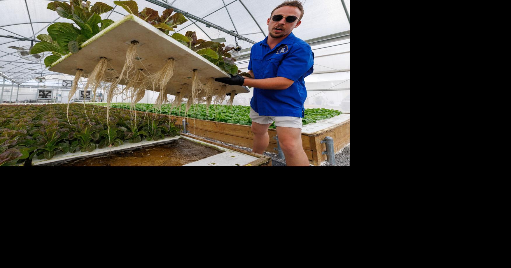 A facility hidden in Harvey is using catfish to revolutionize growing produce: 'Farming farmers'