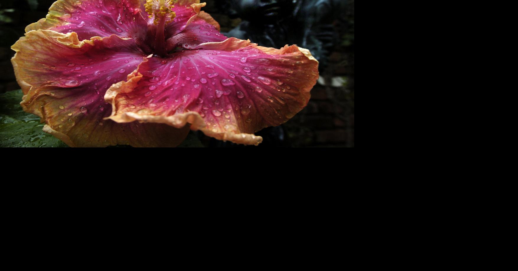 What's causing my hibiscus buds to drop off before opening? Dan Gill's