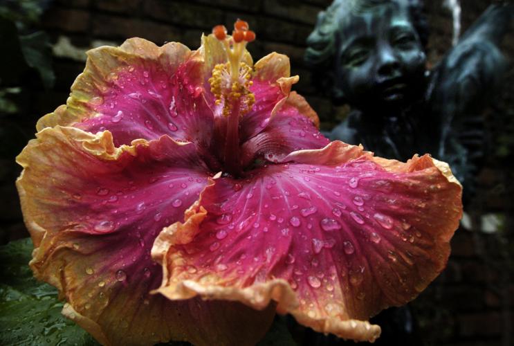 What's causing my hibiscus buds to drop off before opening? Dan Gill's