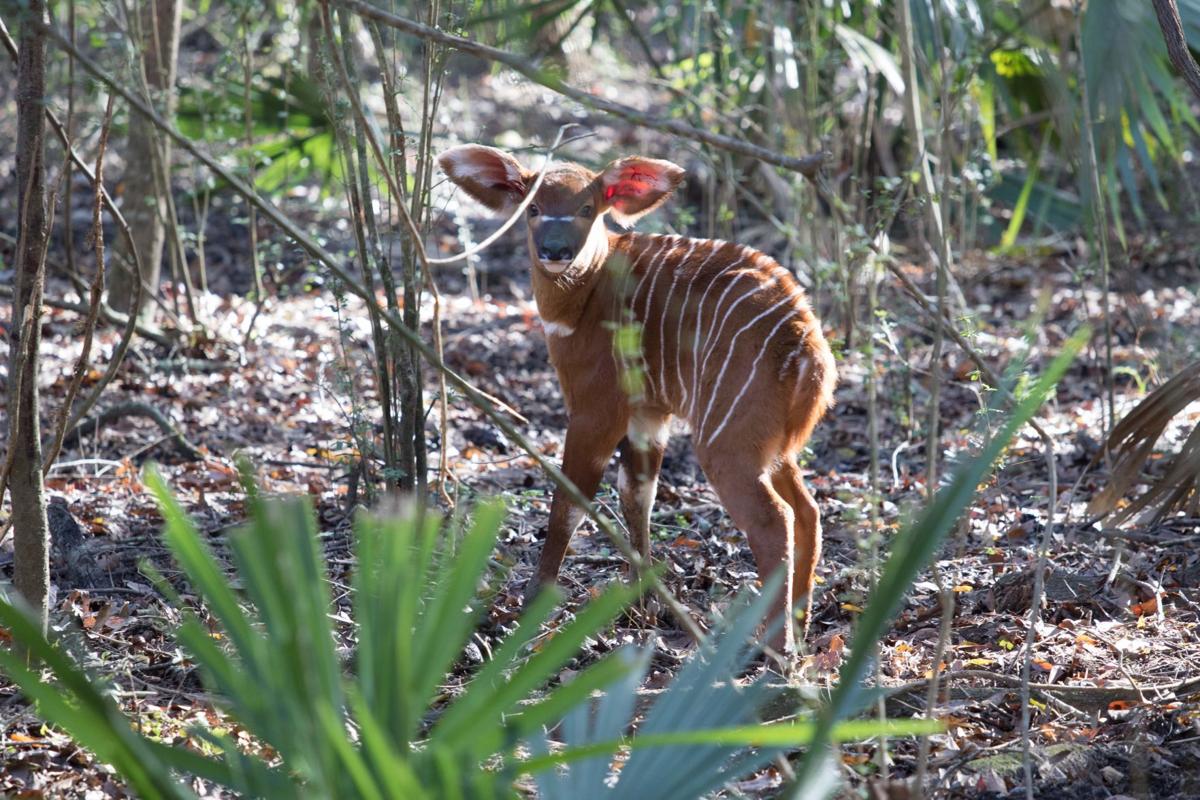 Saving The Bongo Birth Of Rare Critically Endangered Antelope A Milestone At Audubon Zoo News Nola Com