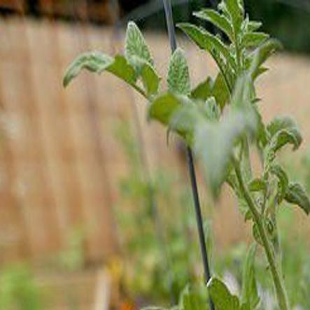 Fall Vegetable Gardening In South Louisiana What To Plant How To