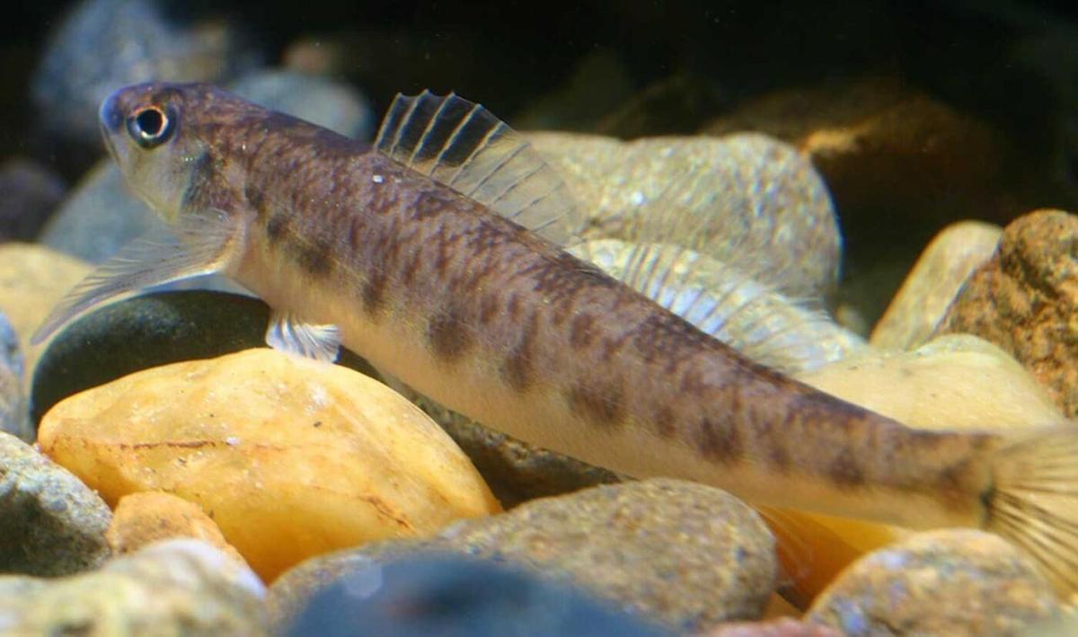 Pearl darter