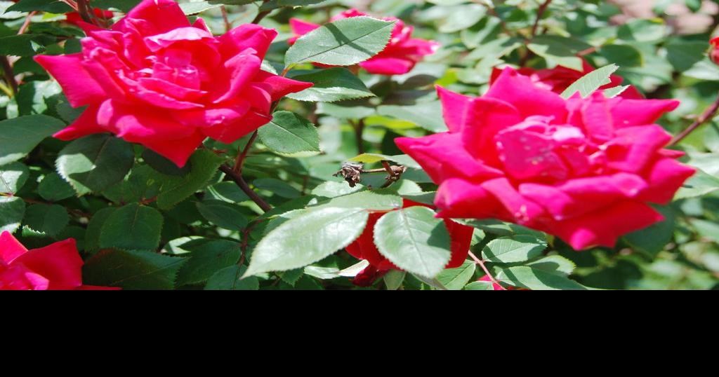 Don T Wait Until You See It Treat Roses Regularly To Keep Black Spot Fungal Disease Away Home Garden Nola Com
