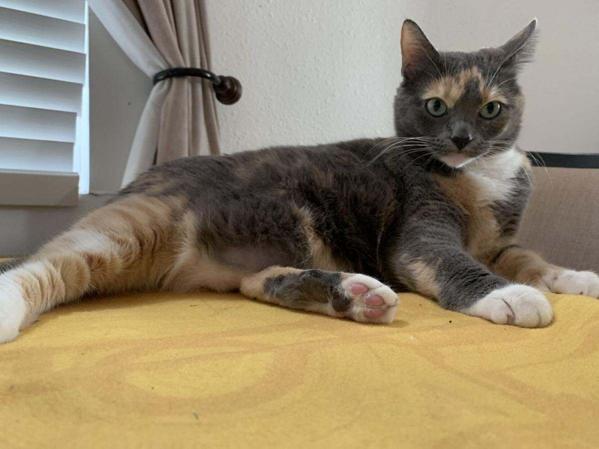 Greenland Home Fashions Blooming Prairie Patchwork Floral Queen Quilt Set  New, image size:1200x900