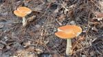 Crosby Arboretum 3