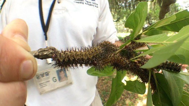 What does a buck moth caterpillar sting feel like? | Archive | nola.com