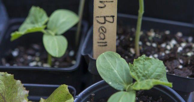 Learn about growing plants from seed, and swap with others | Entertainment/Life - Vimarsana News