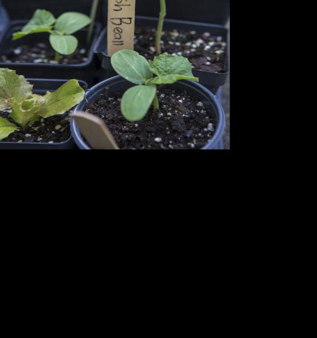 flower seeds for indoor plants Complete Indoor Growing Seed Starting Kit with Annual Flower Seeds –  McKenzie Seeds main image 0