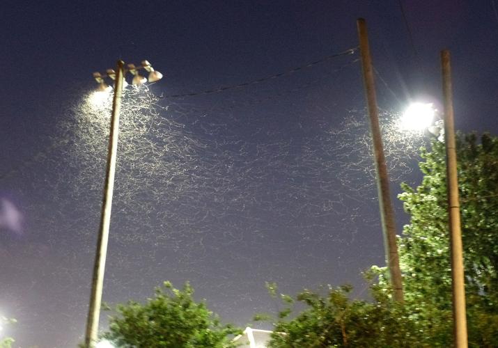 Heads up, New Orleans Those swarming termites are back, and here's how