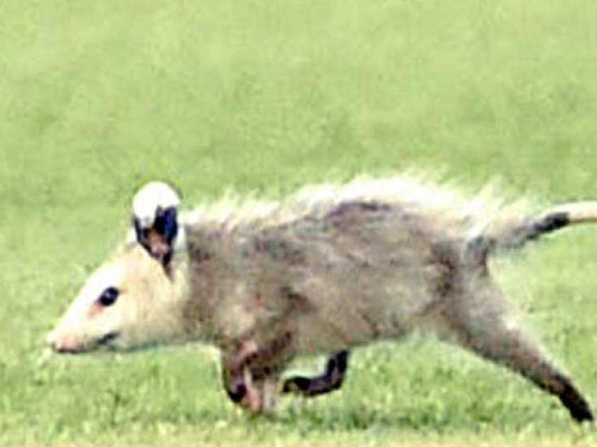 Close Possum Encounters Freeloading Chicken Thievery Playing Dead Until Dead Entertainment Life Nola Com