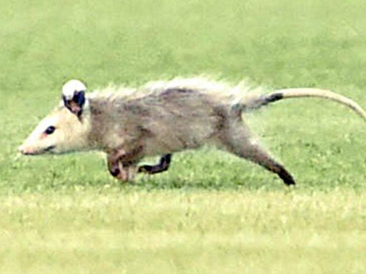 Close Possum Encounters Freeloading Chicken Thievery Playing Dead Until Dead Entertainment Life Nola Com Close Possum Encounters Freeloading Chicken Thievery Playing Dead Until Dead Entertainment Life Nola Com