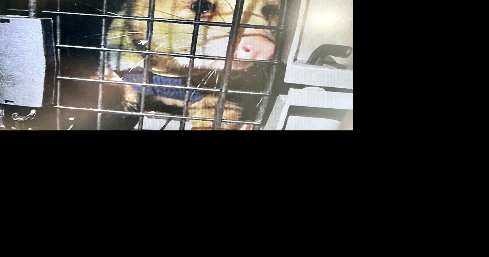 City to ‘prosecute to the fullest’ Saffron the opossum case ...