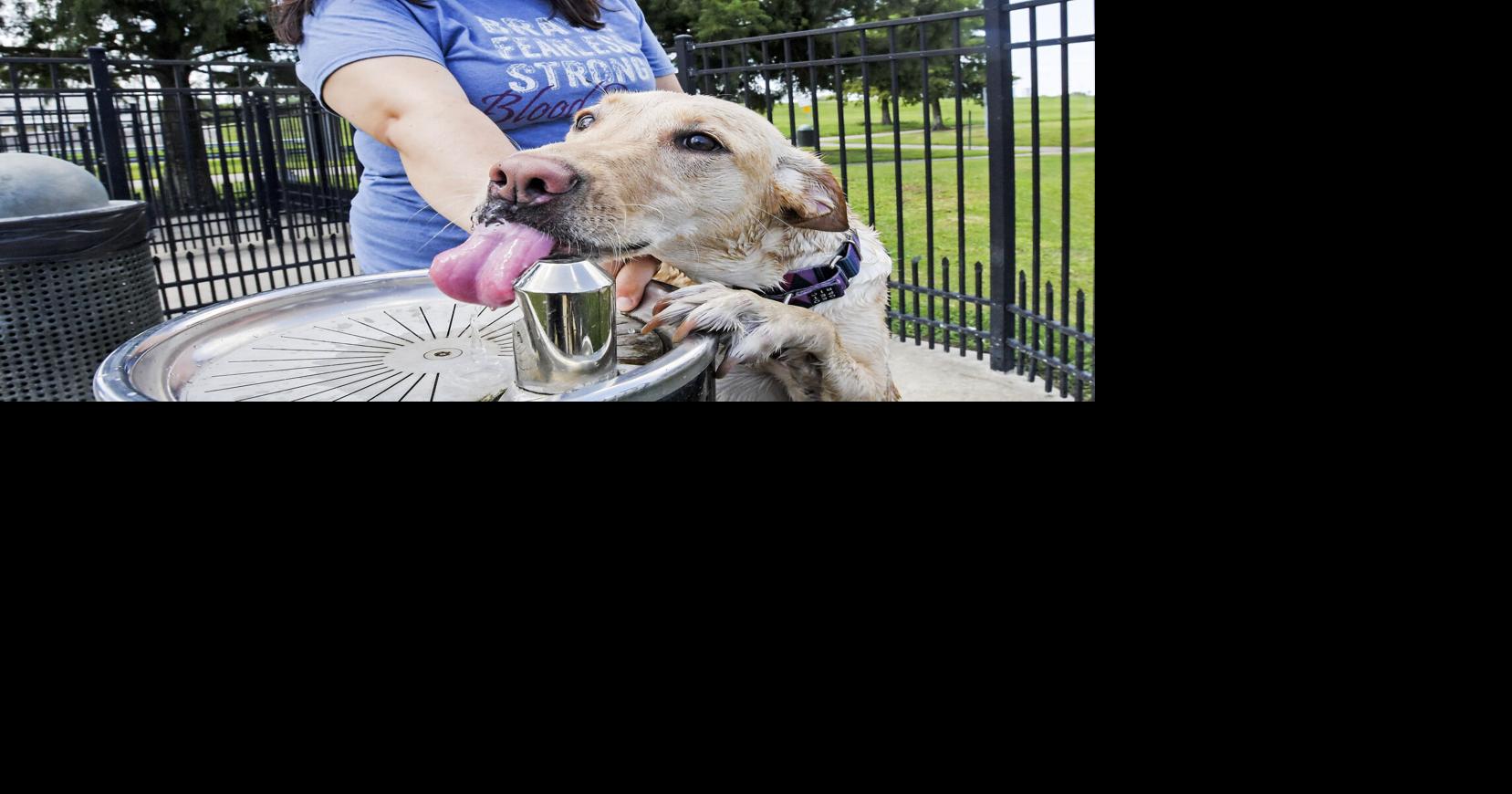 The dog days of summer can be dangerous for pets